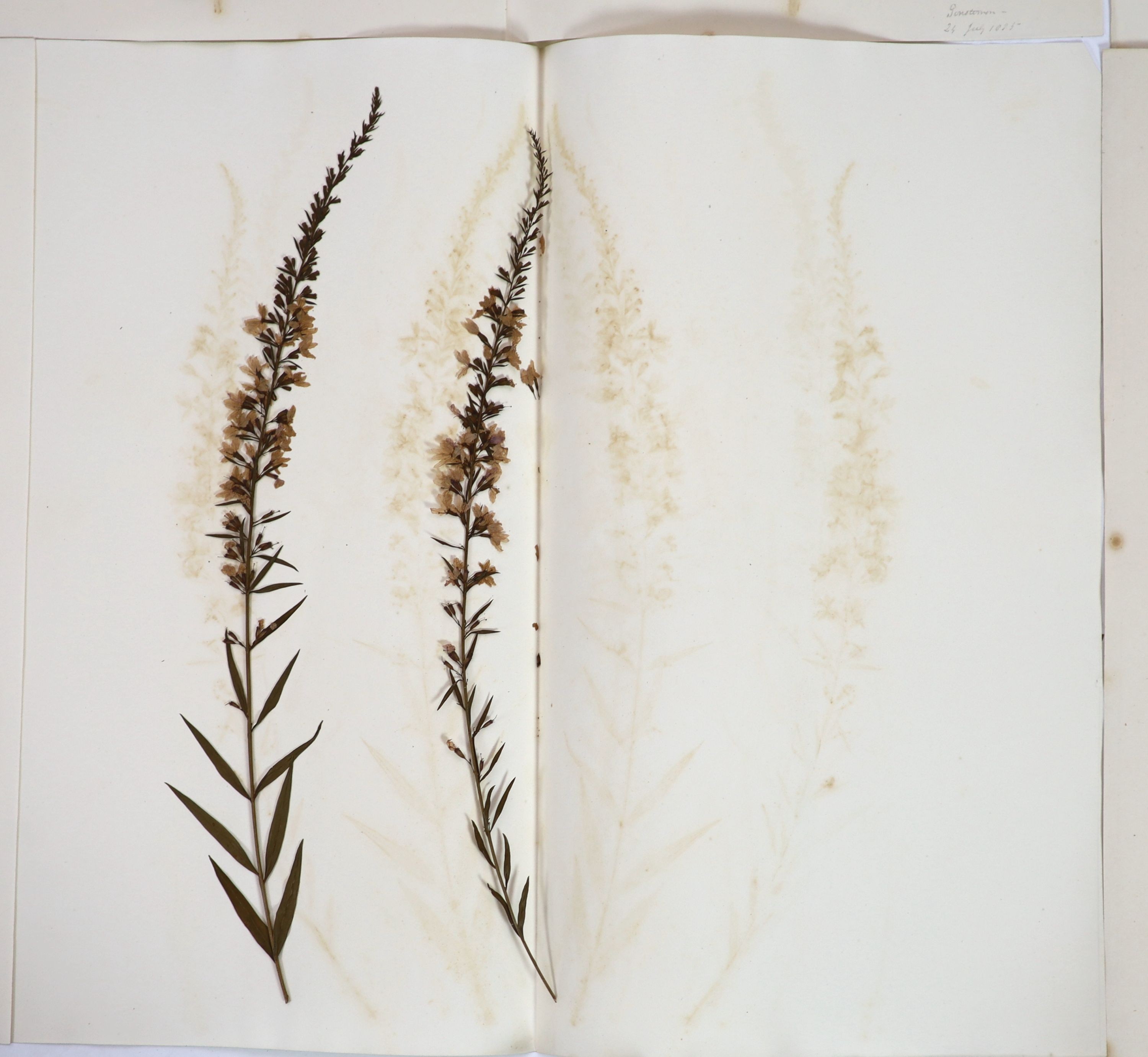 A folio of early 19th century dried botanical specimens on paper, Largest 47 cm X 28 cm (89 specimens)